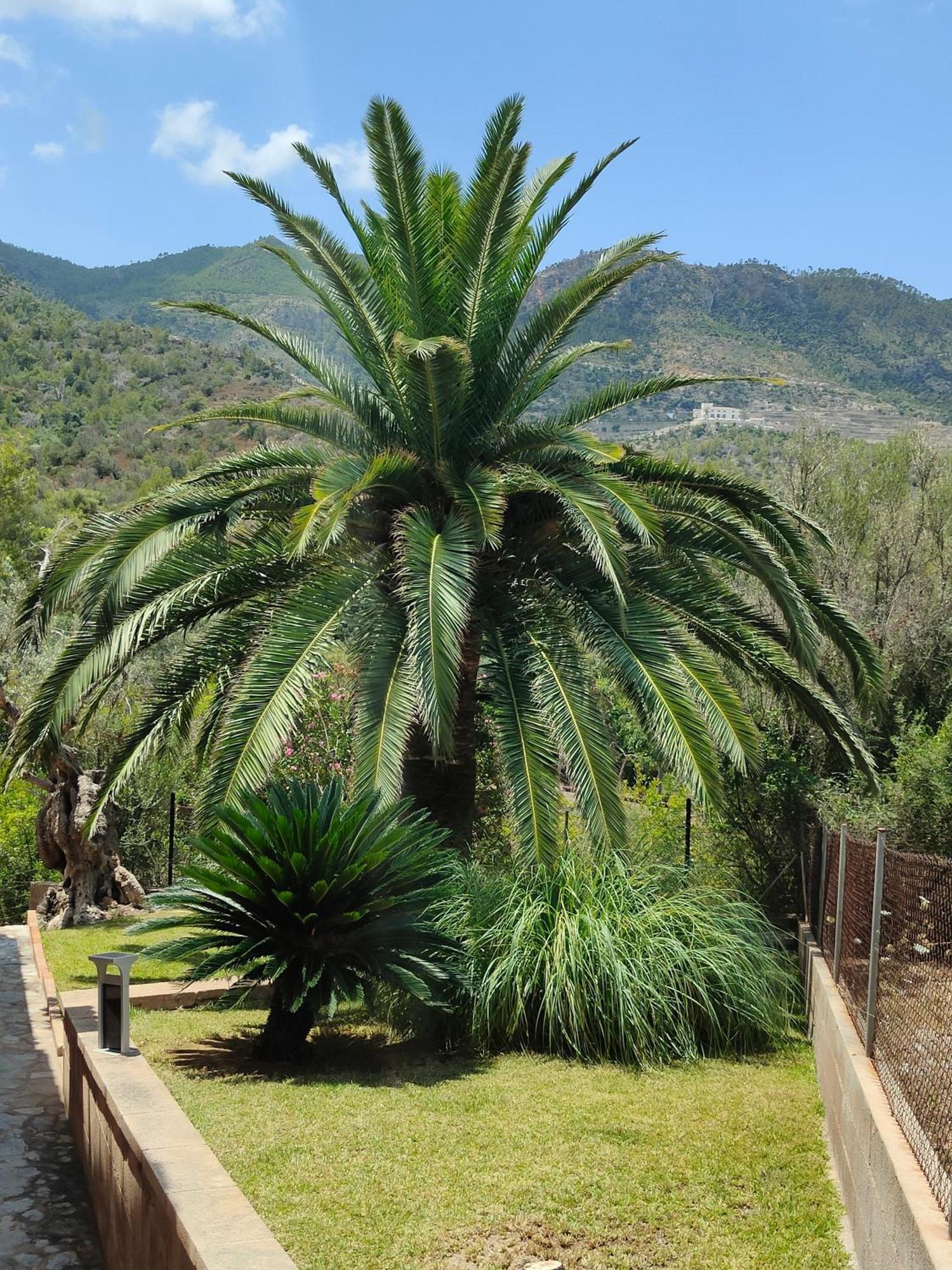 Capllonch Ferienhaus Banyalbufar